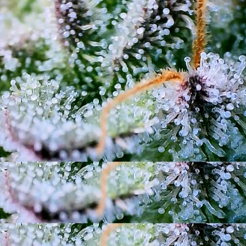 Tyson growlog timeline photo