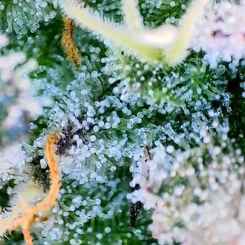 Tyson growlog timeline photo