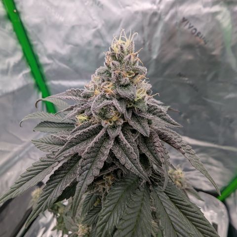 Tyson growlog timeline photo