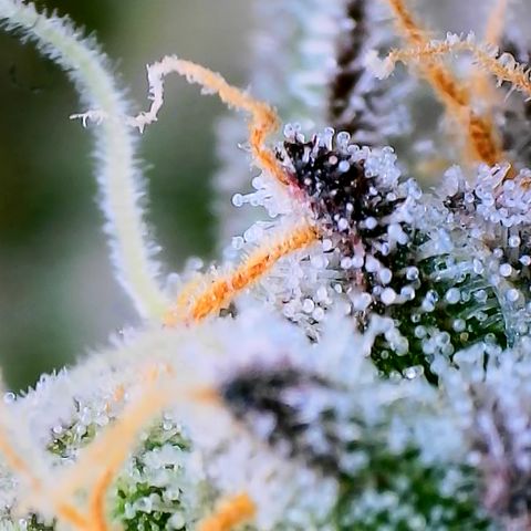 Tyson growlog timeline photo
