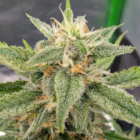 Papaya Cookies Auto growlog timeline photo