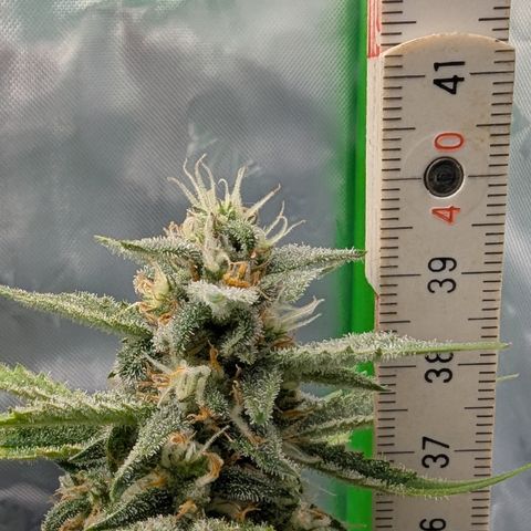 Papaya Cookies Auto growlog timeline photo
