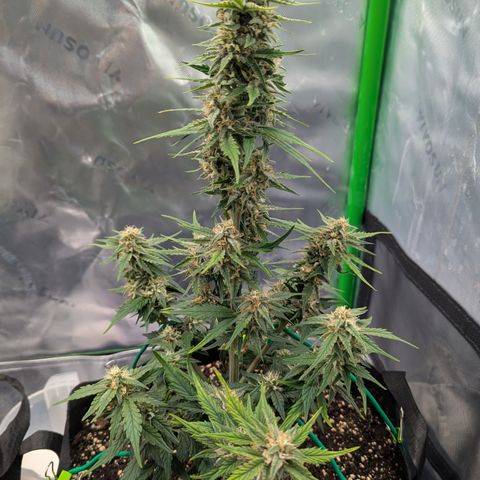 Papaya Cookies Auto growlog timeline photo