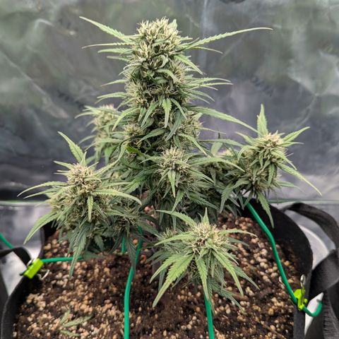 Strawberry Gorilla Auto growlog timeline photo