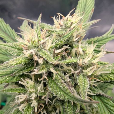 Strawberry Gorilla Auto growlog timeline photo