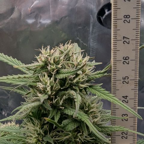Strawberry Gorilla Auto growlog timeline photo