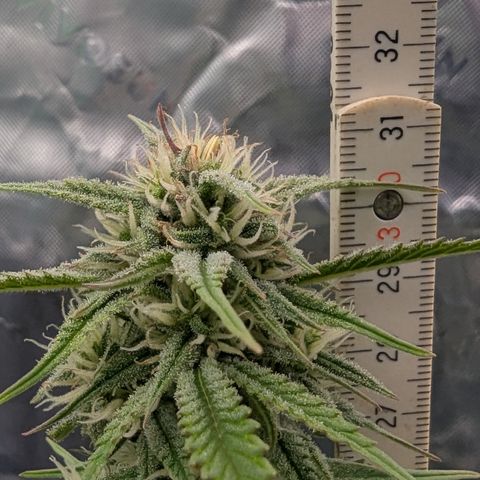 Gorilla Cookies Auto growlog timeline photo