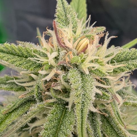 Gorilla Cookies Auto growlog timeline photo