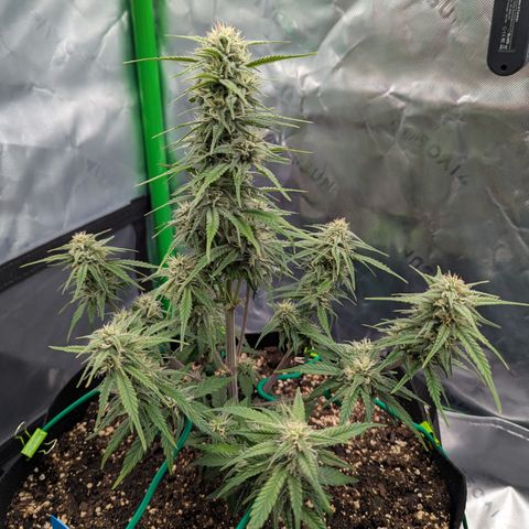 Gorilla Cookies Auto growlog timeline photo