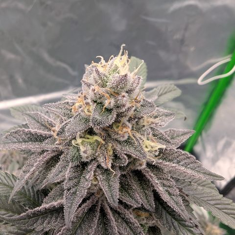 Tyson growlog timeline photo
