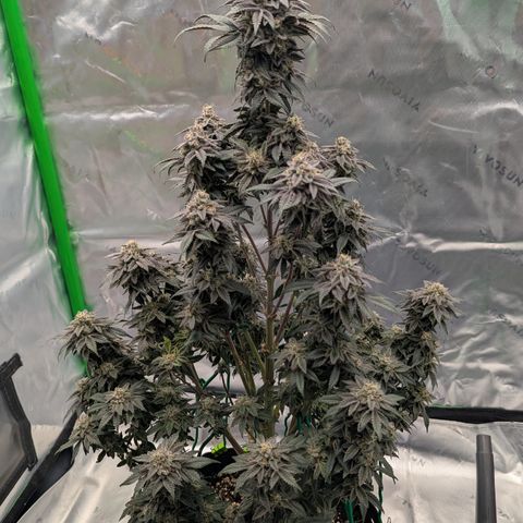 Tyson growlog timeline photo
