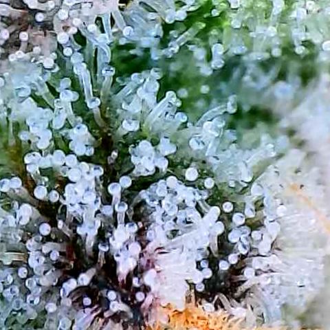 Tyson growlog timeline photo
