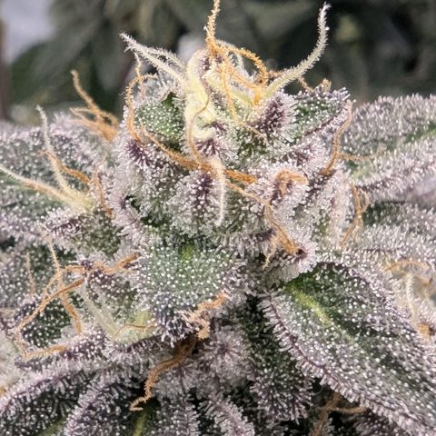 Tyson growlog timeline photo