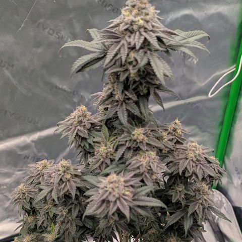 Tyson growlog timeline photo