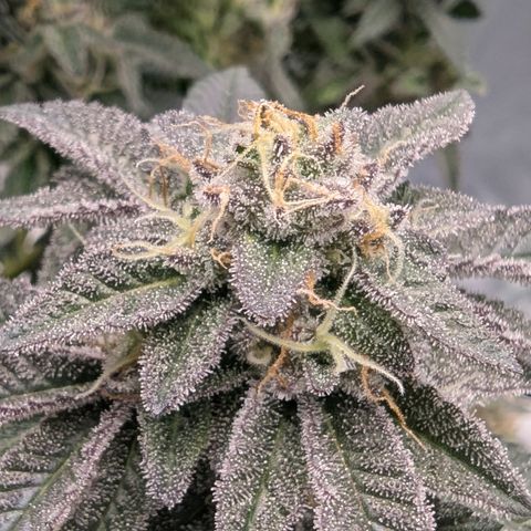 Tyson growlog timeline photo