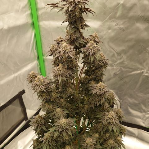 Tyson growlog timeline photo