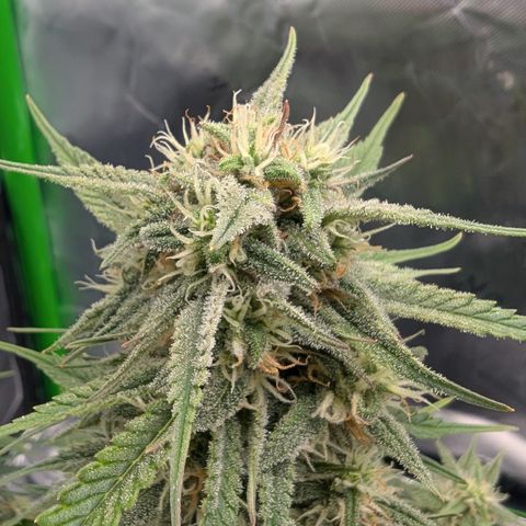 Gorilla Cookies Auto growlog timeline photo