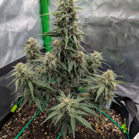 Gorilla Cookies Auto growlog timeline photo