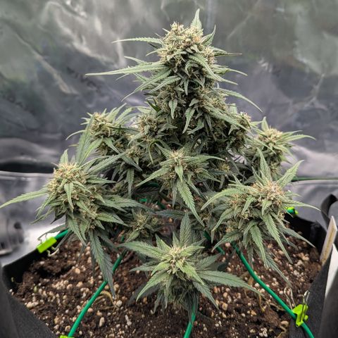 Strawberry Gorilla Auto growlog timeline photo