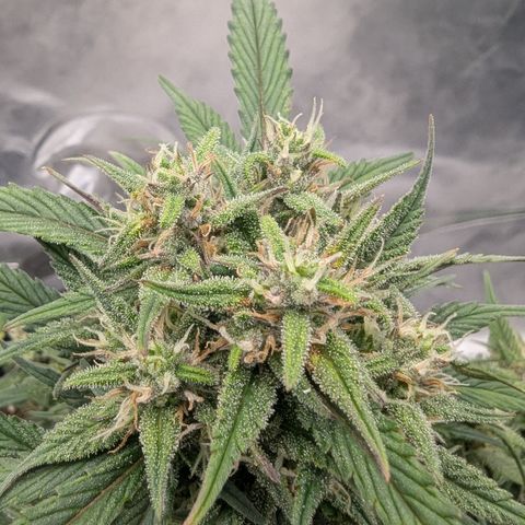 Strawberry Gorilla Auto growlog timeline photo