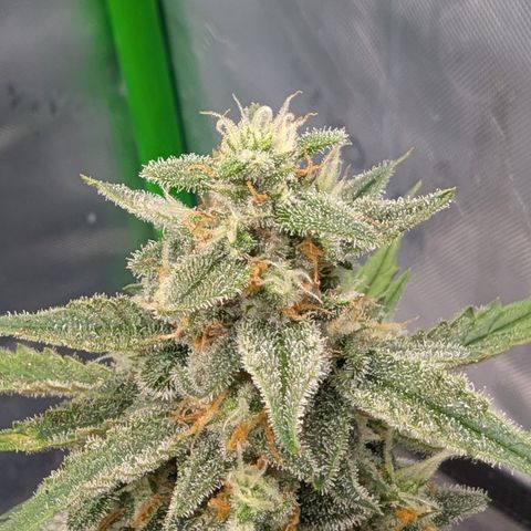 Papaya Cookies Auto growlog timeline photo