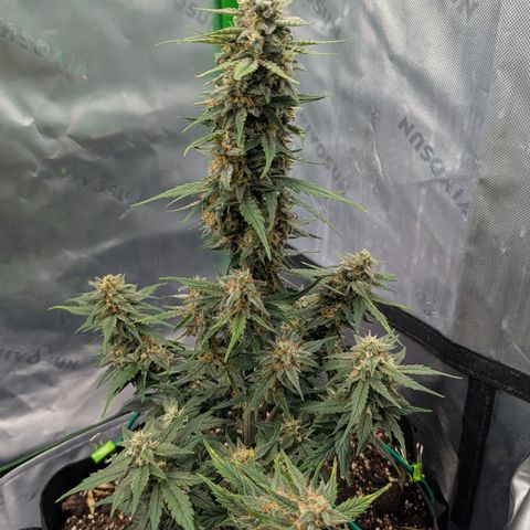 Papaya Cookies Auto growlog timeline photo