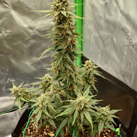 Papaya Cookies Auto growlog timeline photo