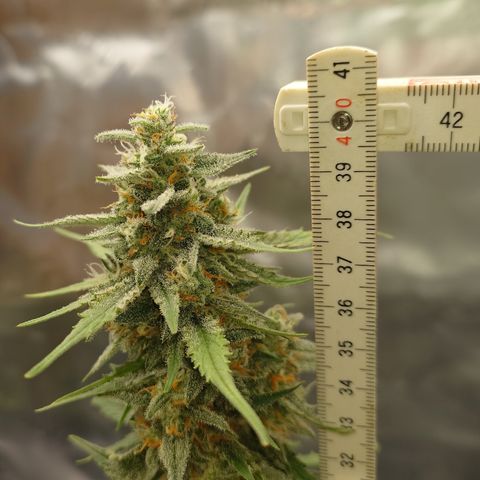 Papaya Cookies Auto growlog timeline photo