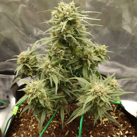 Strawberry Gorilla Auto growlog timeline photo