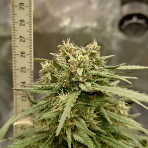 Strawberry Gorilla Auto growlog timeline photo