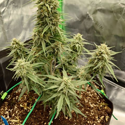 Gorilla Cookies Auto growlog timeline photo