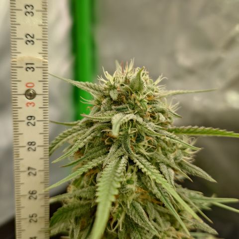 Gorilla Cookies Auto growlog timeline photo