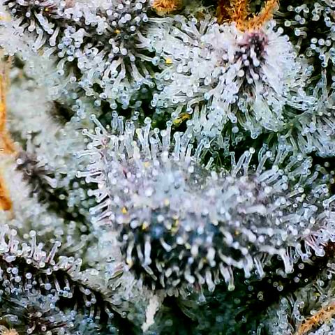 Tyson growlog timeline photo