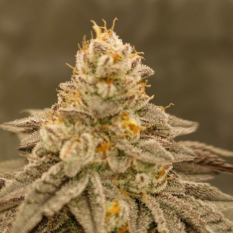 Tyson growlog timeline photo