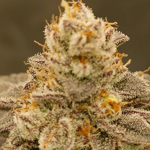 Tyson growlog timeline photo