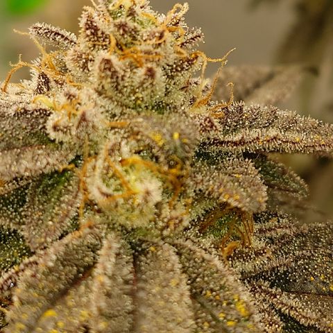Tyson growlog timeline photo