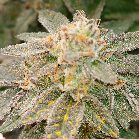 Tyson growlog timeline photo