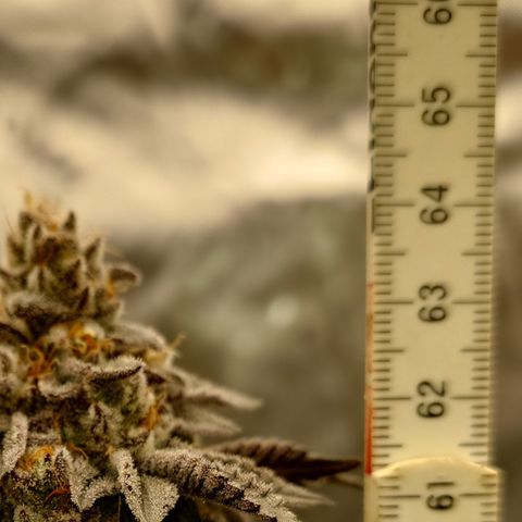 Tyson growlog timeline photo