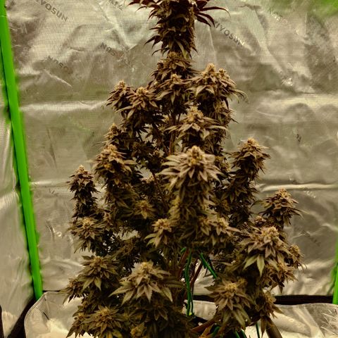 Tyson growlog timeline photo