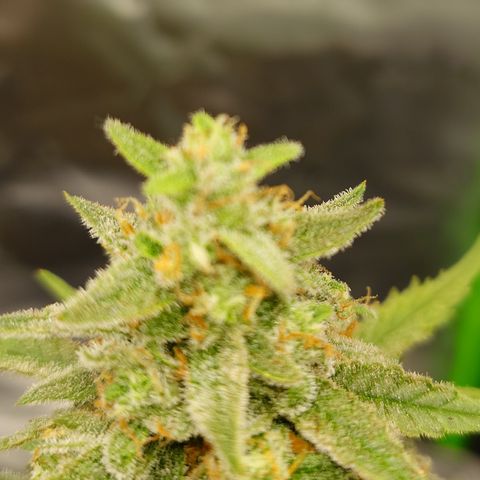 Papaya Cookies Auto growlog timeline photo