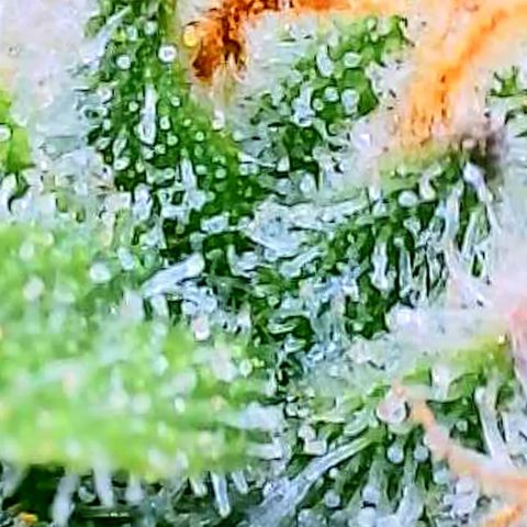 Papaya Cookies Auto growlog timeline photo