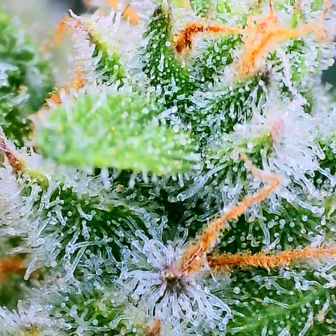 Papaya Cookies Auto growlog timeline photo