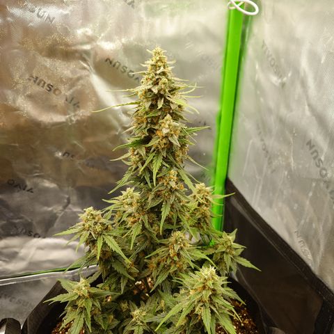 Papaya Cookies Auto growlog timeline photo