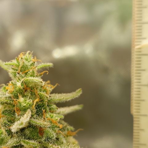 Papaya Cookies Auto growlog timeline photo