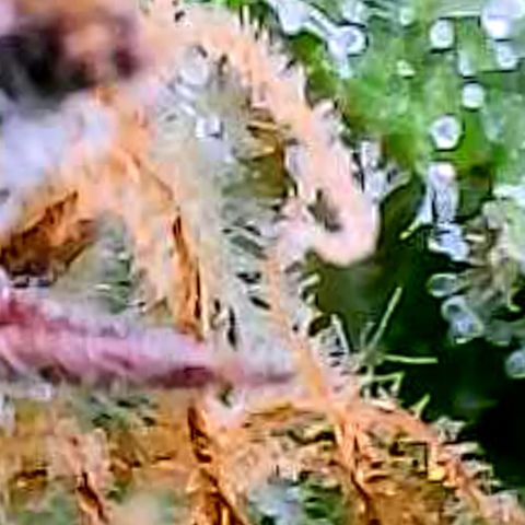 Strawberry Gorilla Auto growlog timeline photo