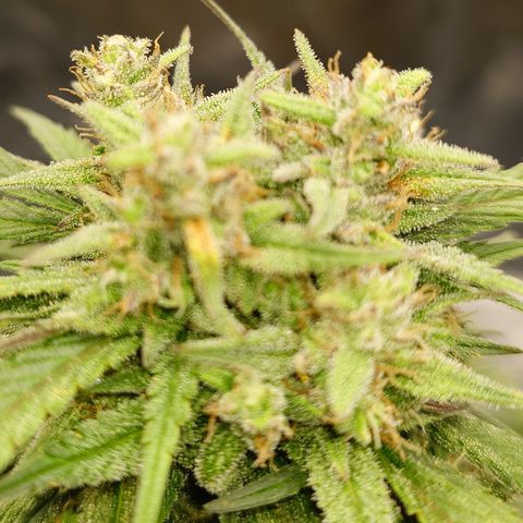 Strawberry Gorilla Auto growlog timeline photo