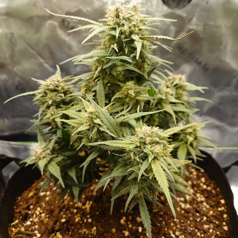 Strawberry Gorilla Auto growlog timeline photo