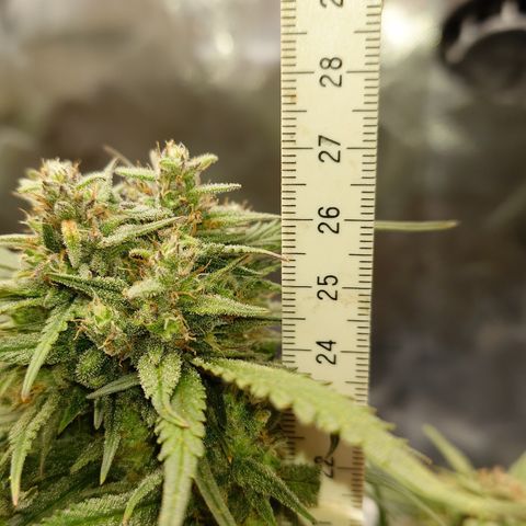Strawberry Gorilla Auto growlog timeline photo