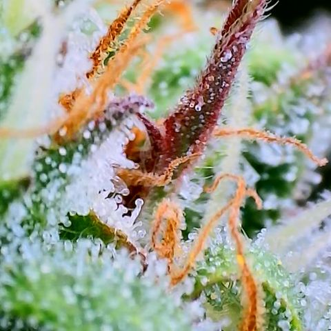 Gorilla Cookies Auto growlog timeline photo