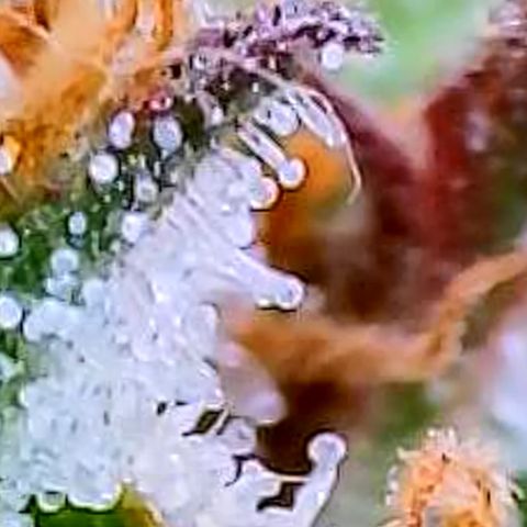 Gorilla Cookies Auto growlog timeline photo